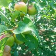 ヒメ日記 2025/06/14 08:21 投稿 ふみ 渋谷蘭の会