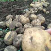 ヒメ日記 2025/06/29 22:21 投稿 ふみ 渋谷蘭の会