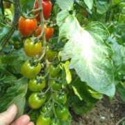 ヒメ日記 2025/07/01 08:11 投稿 ふみ 渋谷蘭の会