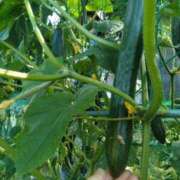 ヒメ日記 2025/07/02 19:02 投稿 ふみ 渋谷蘭の会