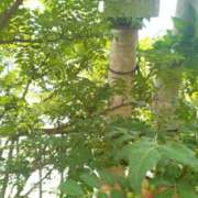 ヒメ日記 2025/07/04 23:31 投稿 ふみ 渋谷蘭の会