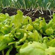 ふみ 12月ですね😃🍊 渋谷蘭の会