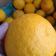 ヒメ日記 2026/02/05 09:35 投稿 ふみ 渋谷蘭の会