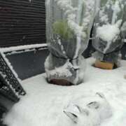 ヒメ日記 2026/02/08 11:05 投稿 ふみ 渋谷蘭の会