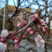 ヒメ日記 2026/02/10 00:16 投稿 ふみ 渋谷蘭の会