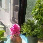 ヒメ日記 2026/02/10 09:35 投稿 ふみ 渋谷蘭の会