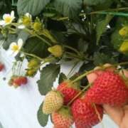 ヒメ日記 2026/02/15 00:55 投稿 ふみ 渋谷蘭の会