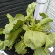 ふみ 木曜日1日始まりましたね🐔✨️ 渋谷蘭の会