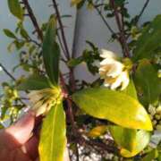 ヒメ日記 2026/03/05 16:25 投稿 ふみ 渋谷蘭の会