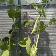 ヒメ日記 2026/03/08 12:05 投稿 ふみ 渋谷蘭の会