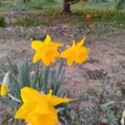 ヒメ日記 2026/03/13 14:55 投稿 ふみ 渋谷蘭の会