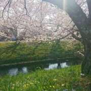 ヒメ日記 2026/03/30 00:07 投稿 ふみ 渋谷蘭の会