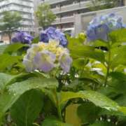 ヒメ日記 2026/06/09 08:25 投稿 ふみ 渋谷蘭の会
