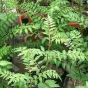 ヒメ日記 2024/12/11 08:08 投稿 工藤　藍 セレブショップ新宿（東京ハレ系）