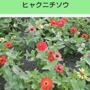 ヒメ日記 2024/12/23 08:06 投稿 工藤　藍 セレブショップ新宿（東京ハレ系）