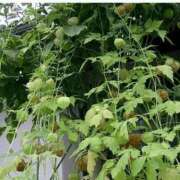 ヒメ日記 2024/12/29 19:38 投稿 工藤　藍 セレブショップ新宿（東京ハレ系）