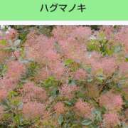 ヒメ日記 2024/12/30 08:12 投稿 工藤　藍 セレブショップ新宿（東京ハレ系）