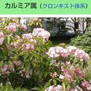 ヒメ日記 2025/02/12 08:13 投稿 工藤　藍 セレブショップ新宿（東京ハレ系）