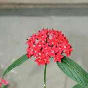 ヒメ日記 2025/02/18 20:40 投稿 工藤　藍 セレブショップ新宿（東京ハレ系）