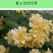 ヒメ日記 2025/02/26 08:06 投稿 工藤　藍 セレブショップ新宿（東京ハレ系）