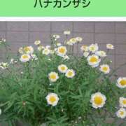 ヒメ日記 2025/03/12 08:13 投稿 工藤　藍 セレブショップ新宿（東京ハレ系）