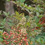 ヒメ日記 2025/03/13 19:42 投稿 工藤　藍 セレブショップ新宿（東京ハレ系）