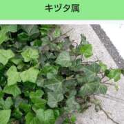 ヒメ日記 2025/03/18 18:06 投稿 工藤　藍 セレブショップ新宿（東京ハレ系）