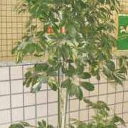 ヒメ日記 2025/03/19 08:16 投稿 工藤　藍 セレブショップ新宿（東京ハレ系）