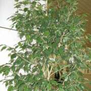 ヒメ日記 2025/03/20 19:09 投稿 工藤　藍 セレブショップ新宿（東京ハレ系）