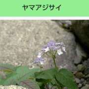 ヒメ日記 2025/03/21 08:17 投稿 工藤　藍 セレブショップ新宿（東京ハレ系）