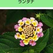 ヒメ日記 2025/03/23 20:12 投稿 工藤　藍 セレブショップ新宿（東京ハレ系）