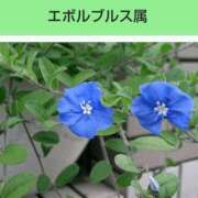 ヒメ日記 2025/03/26 08:16 投稿 工藤　藍 セレブショップ新宿（東京ハレ系）