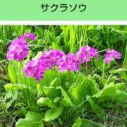 ヒメ日記 2025/04/06 19:52 投稿 工藤　藍 セレブショップ新宿（東京ハレ系）