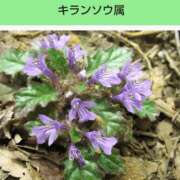 ヒメ日記 2025/04/07 08:16 投稿 工藤　藍 セレブショップ新宿（東京ハレ系）