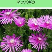 ヒメ日記 2025/04/11 08:13 投稿 工藤　藍 セレブショップ新宿（東京ハレ系）