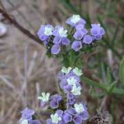 ヒメ日記 2025/04/13 19:25 投稿 工藤　藍 セレブショップ新宿（東京ハレ系）