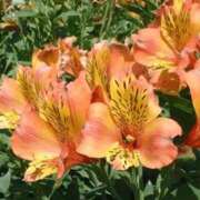 ヒメ日記 2025/04/15 20:37 投稿 工藤　藍 セレブショップ新宿（東京ハレ系）