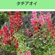 ヒメ日記 2025/04/16 08:14 投稿 工藤　藍 セレブショップ新宿（東京ハレ系）