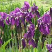 ヒメ日記 2025/04/18 08:16 投稿 工藤　藍 セレブショップ新宿（東京ハレ系）