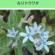 ヒメ日記 2025/04/20 20:01 投稿 工藤　藍 セレブショップ新宿（東京ハレ系）