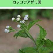 ヒメ日記 2025/05/02 08:16 投稿 工藤　藍 セレブショップ新宿（東京ハレ系）