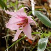 ヒメ日記 2025/05/06 20:14 投稿 工藤　藍 セレブショップ新宿（東京ハレ系）