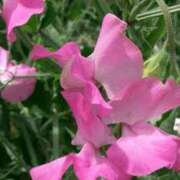 ヒメ日記 2025/05/07 08:17 投稿 工藤　藍 セレブショップ新宿（東京ハレ系）