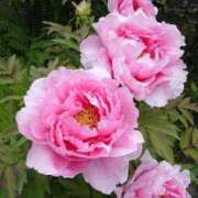 ヒメ日記 2025/05/11 21:29 投稿 工藤　藍 セレブショップ新宿（東京ハレ系）