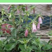 ヒメ日記 2025/06/01 19:38 投稿 工藤　藍 セレブショップ新宿（東京ハレ系）