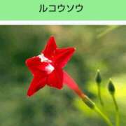 ヒメ日記 2025/06/03 17:52 投稿 工藤　藍 セレブショップ新宿（東京ハレ系）