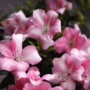 ヒメ日記 2025/06/06 08:15 投稿 工藤　藍 セレブショップ新宿（東京ハレ系）