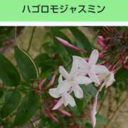 ヒメ日記 2025/06/09 08:13 投稿 工藤　藍 セレブショップ新宿（東京ハレ系）