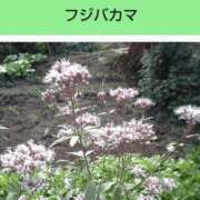 ヒメ日記 2025/06/13 08:14 投稿 工藤　藍 セレブショップ新宿（東京ハレ系）