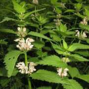 ヒメ日記 2025/06/19 21:43 投稿 工藤　藍 セレブショップ新宿（東京ハレ系）